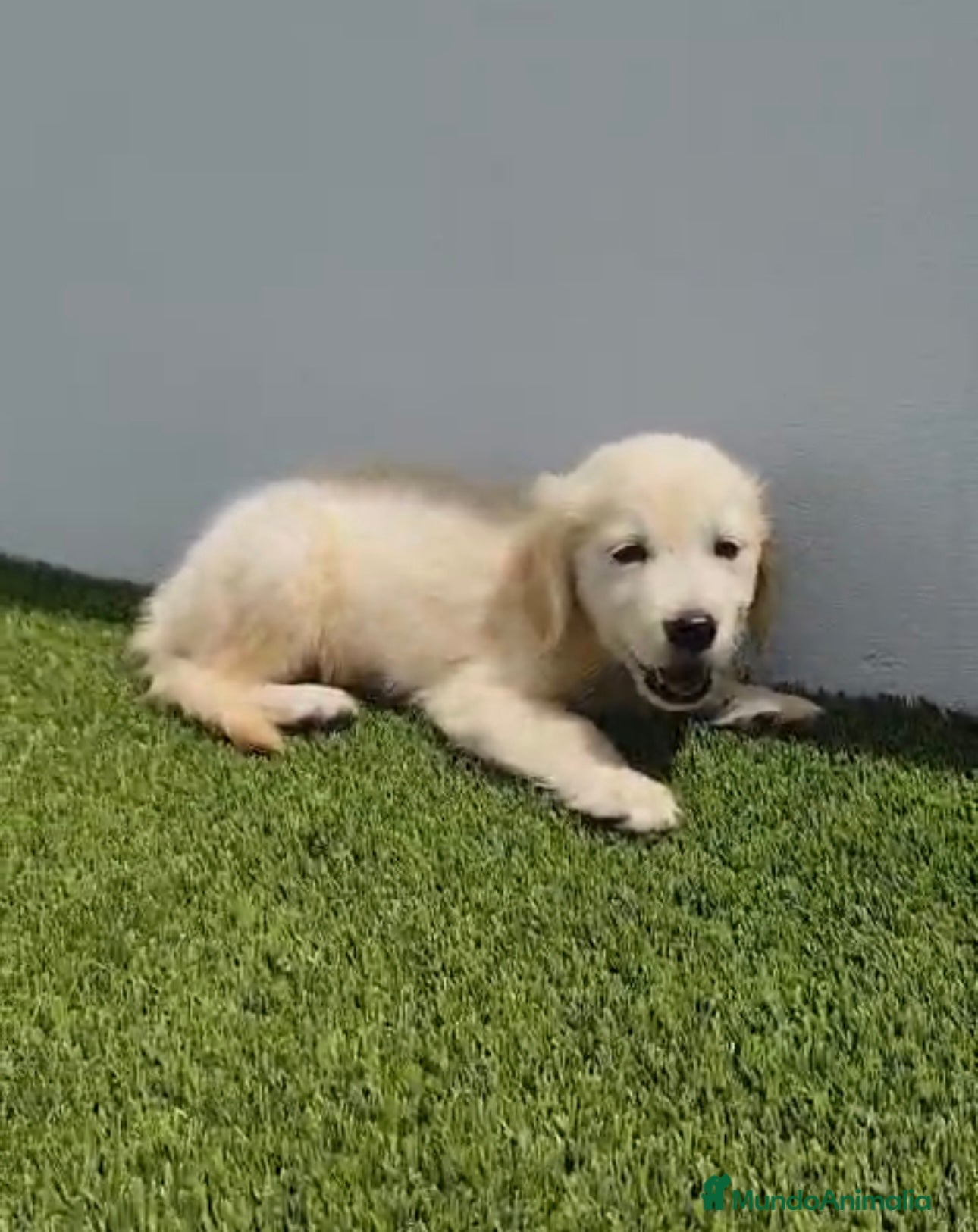 Golden Retriever perros CACHORROS DE GOLDEN RETRIEVER  - Anuncio 3