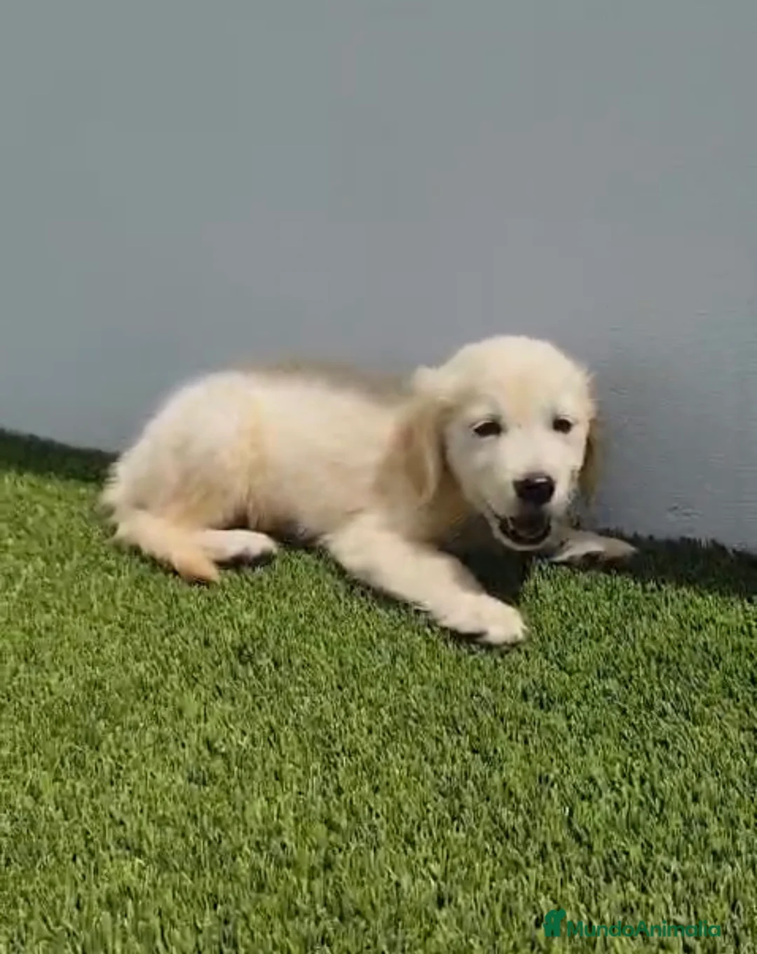 Golden Retriever perros en venta: CACHORROS DE GOLDEN RETRIEVER  - Anuncio 1
