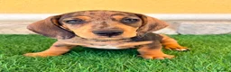 Teckel Miniatura perros en venta: Teckel miniatura merle choco - Anuncio 9