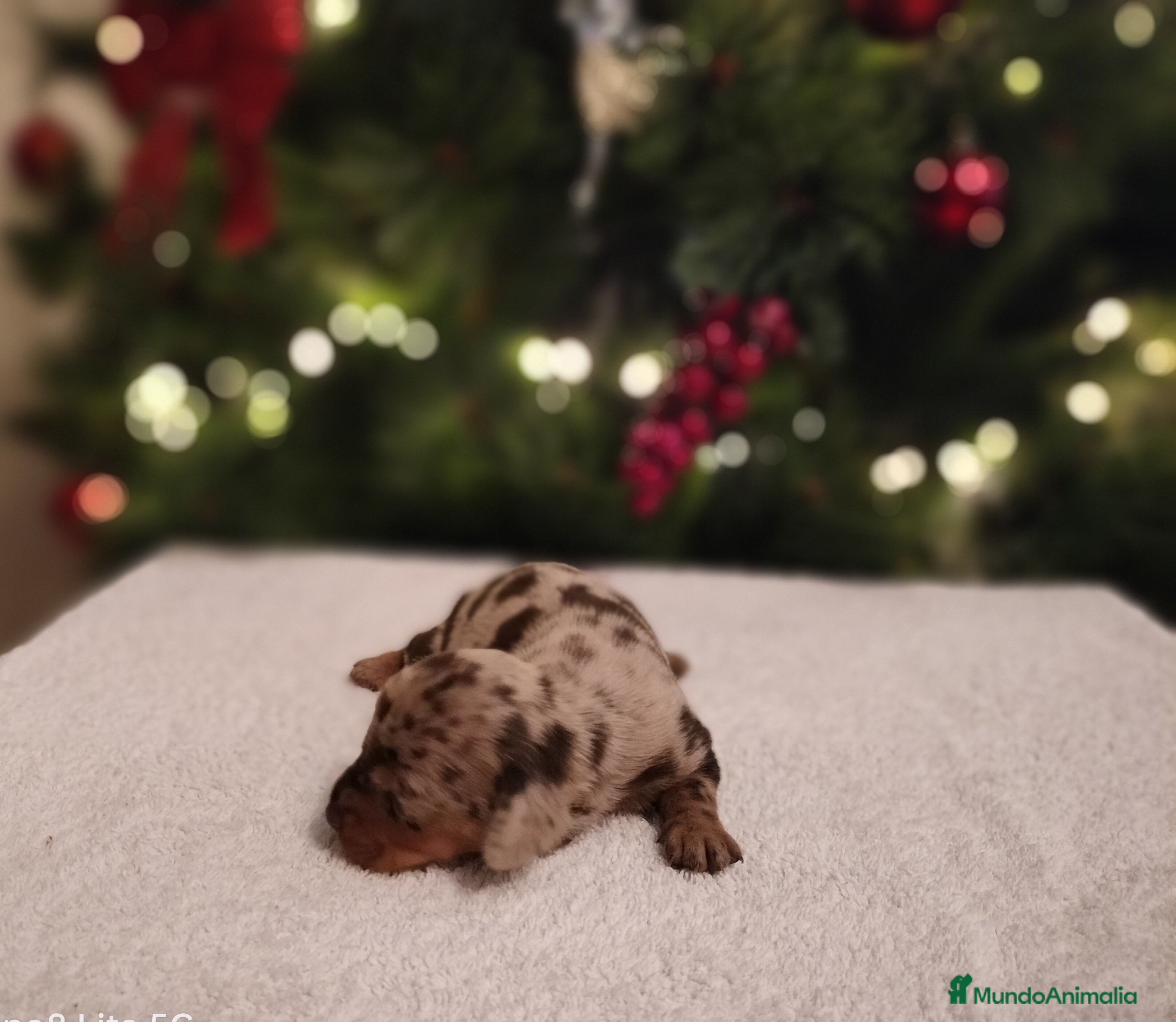 Teckel Miniatura perros Cachorros de teckel Arlequin - Anuncio 26