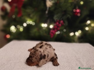 Teckel Miniatura perros Cachorros de teckel Arlequin - Anuncio 26