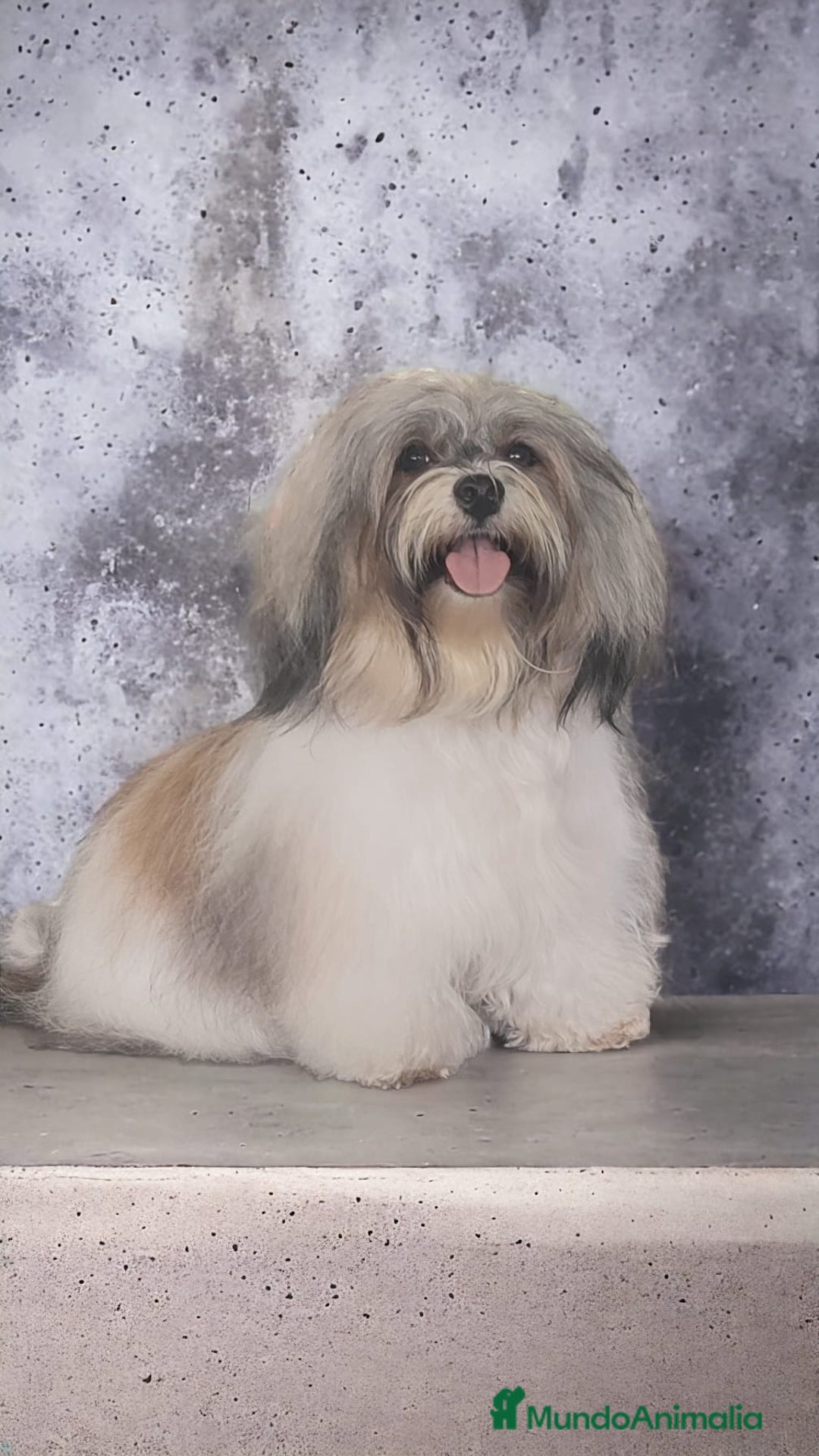 Bichón Habanero perros en venta: BICHON HABANERO - Anuncio 2