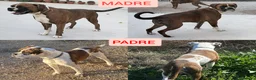 Boxer perros en venta: Boxer  - Anuncio 14