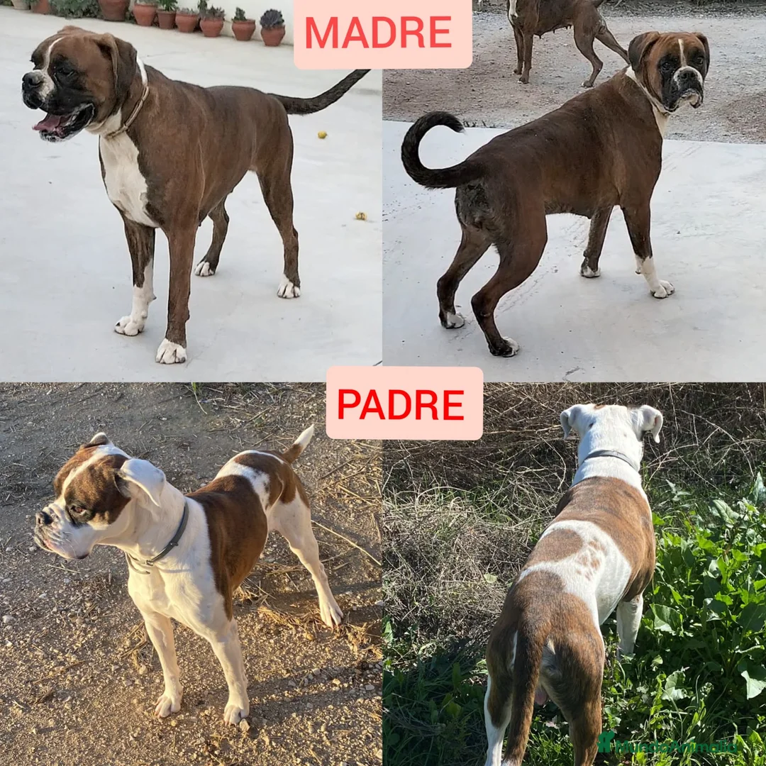 Boxer perros en venta: Boxer  - Anuncio 14
