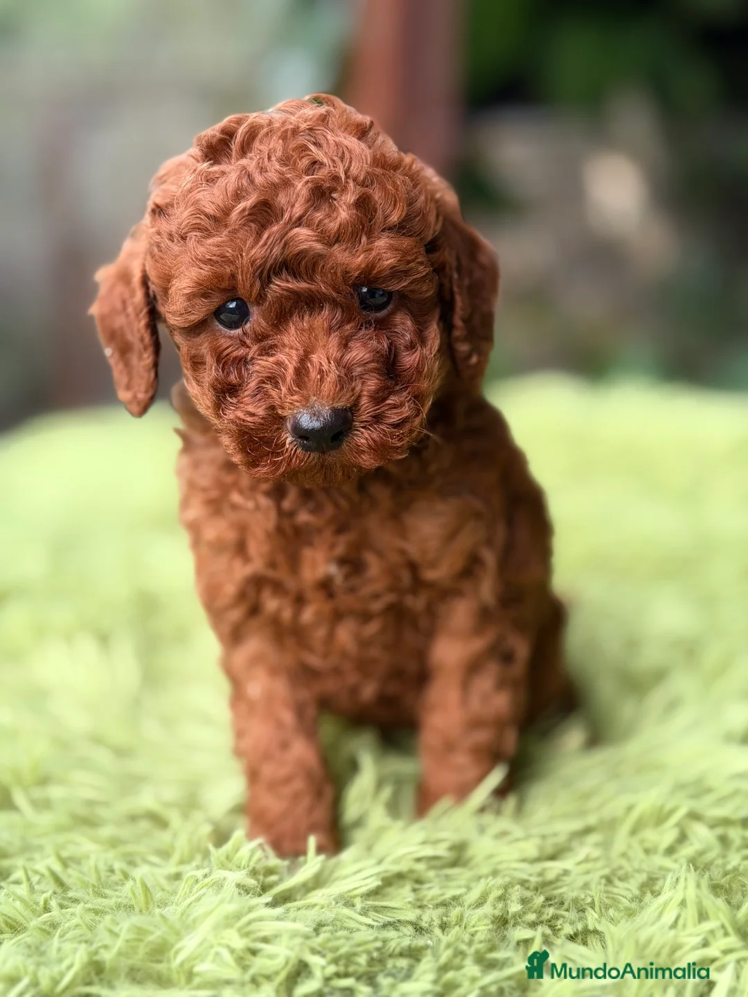 Raza Mixta perros en venta: Caniche rojo pimentón  - Anuncio 2