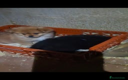 Raza Mixta perros en venta: Pekinés y pomerania  - Anuncio 2