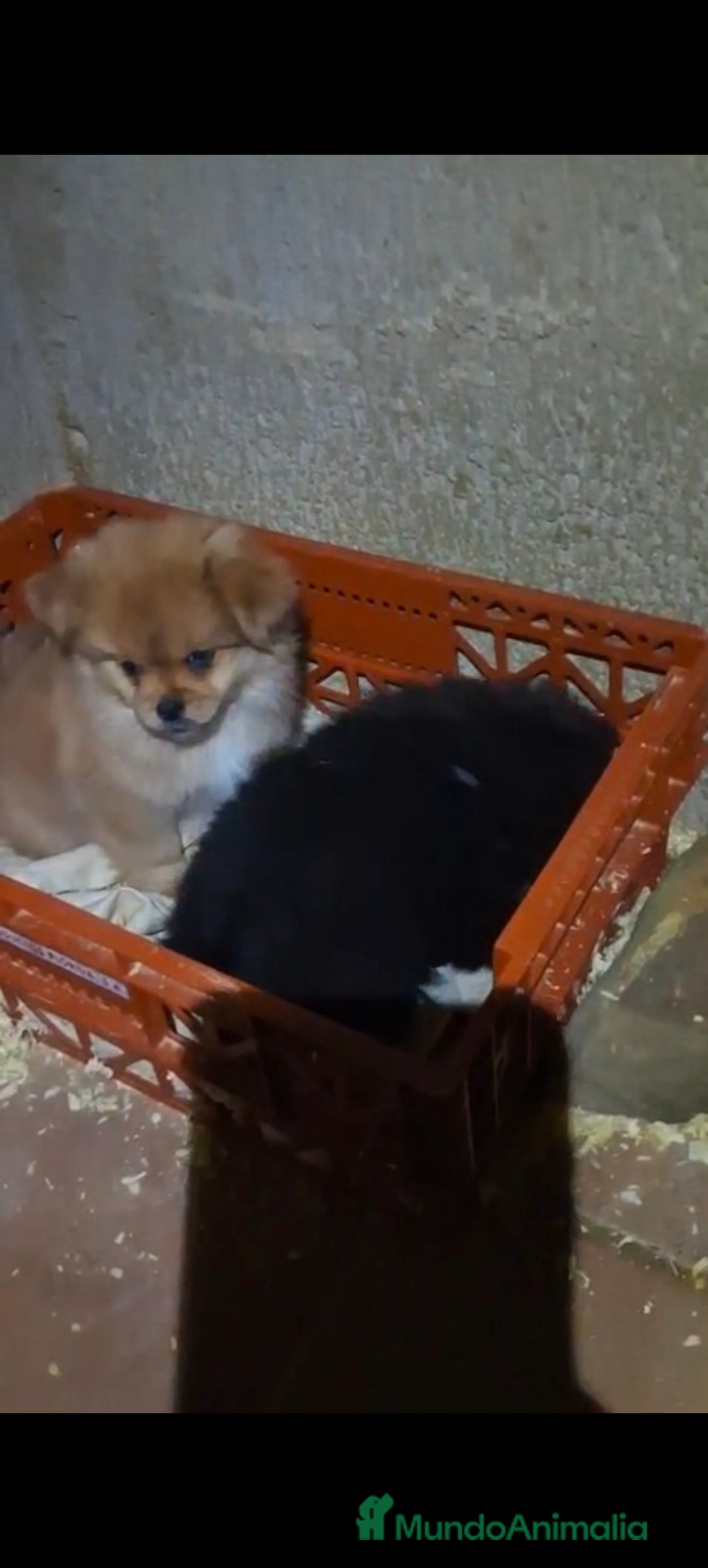 Raza Mixta perros en venta: Pekinés y pomerania  - Anuncio 2