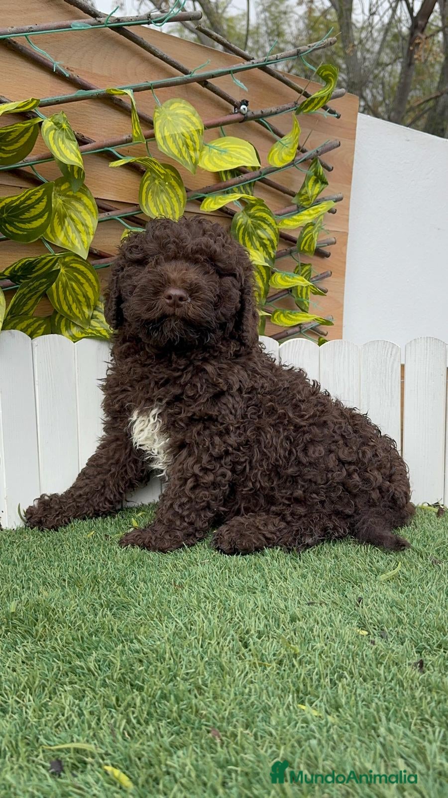 Perro de Agua Español perros PERRO DE AGUA HEMBRAS - Anuncio 2