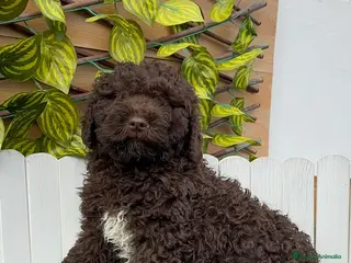 Perro de Agua Español perros PERRO DE AGUA HEMBRAS - Anuncio 18