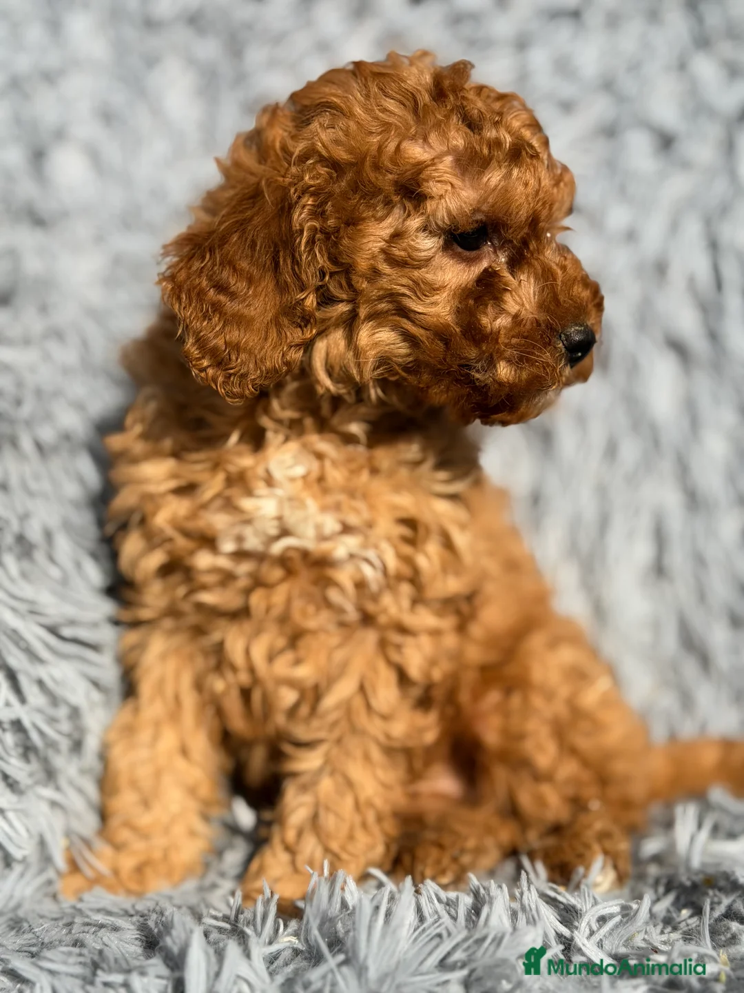 Maltipoo perros en venta: Maltipoo macho F2  - Anuncio 3