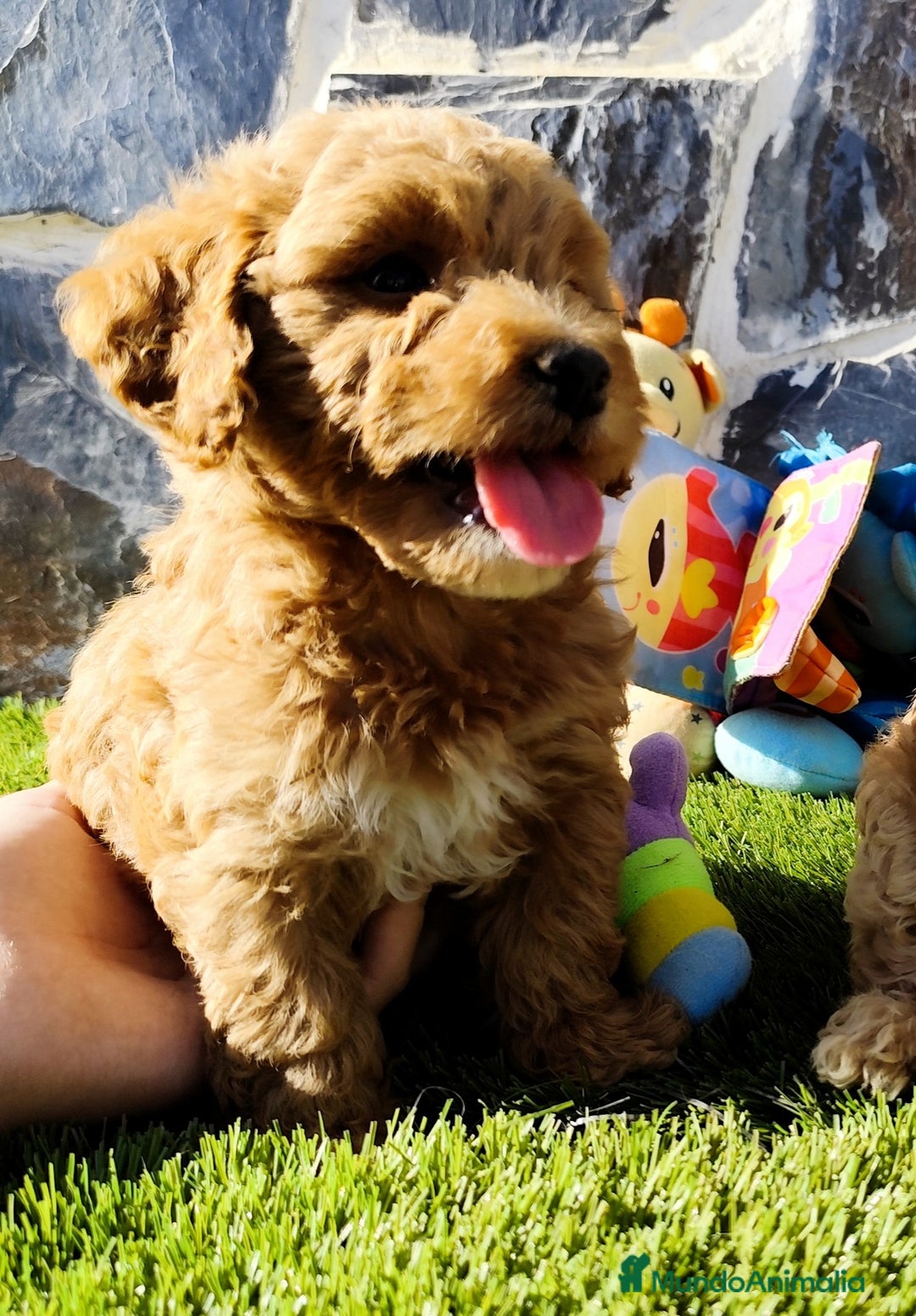 Caniche Toy perros en venta: Caniches apricot  - Imagen 2