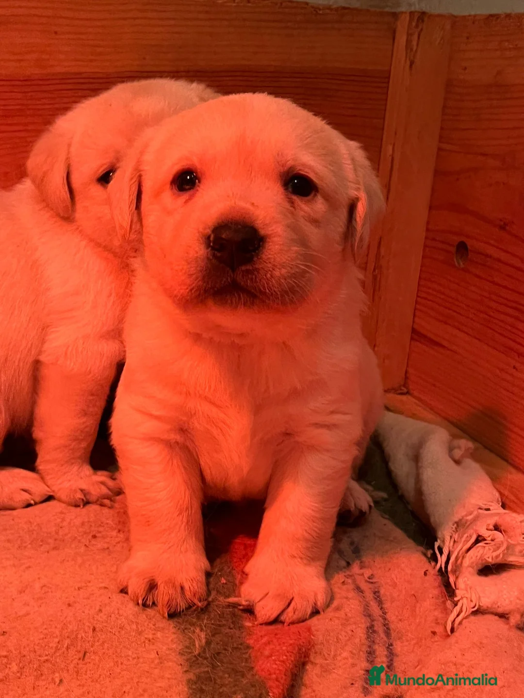 Labrador Retriever perros en venta: Camada disponible en color amarillo - Anuncio 4