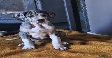 Dogo Alemán perros Cachorrita de Gran Danes  - Anuncio 4
