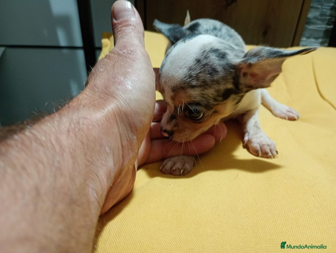 Chihuahua perros en venta: Chihuahua macho  - Imagen 9