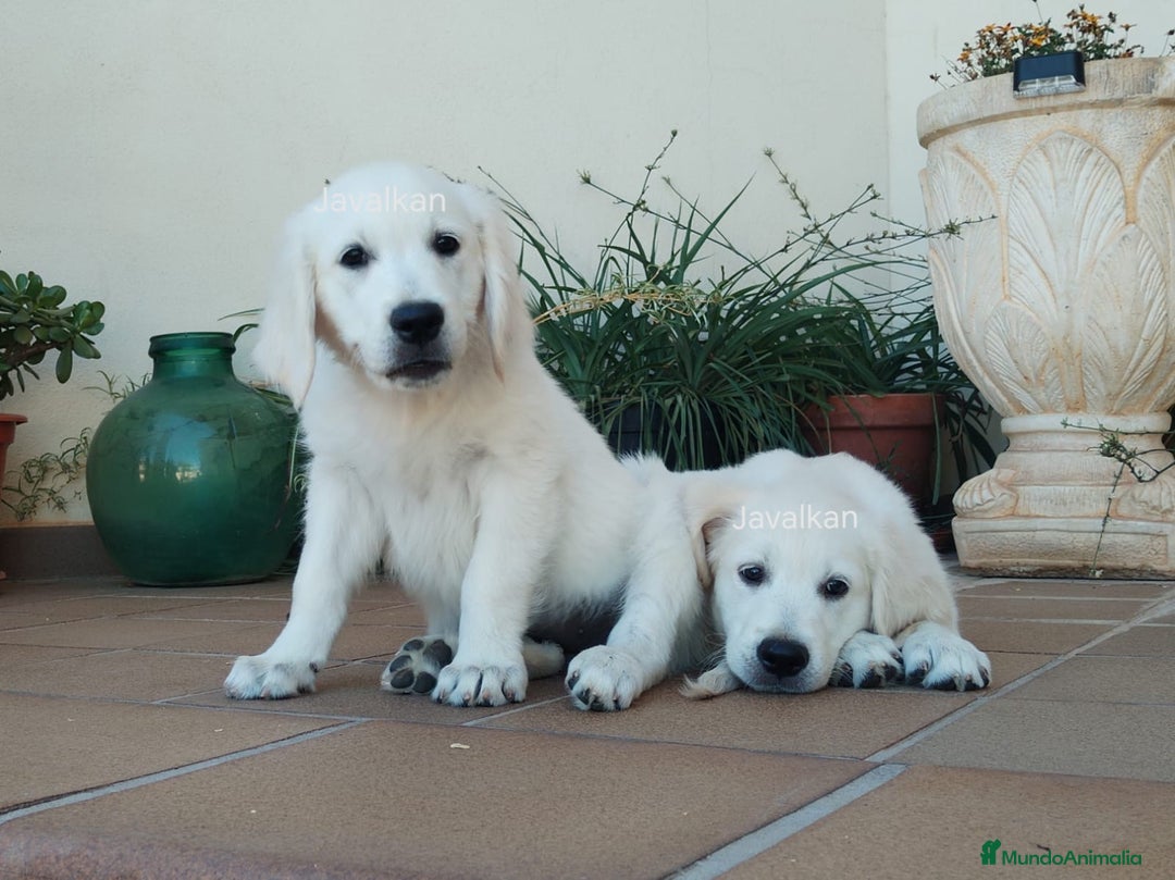 Golden Retriever perros en venta: Golden Retriever  - Imagen 6