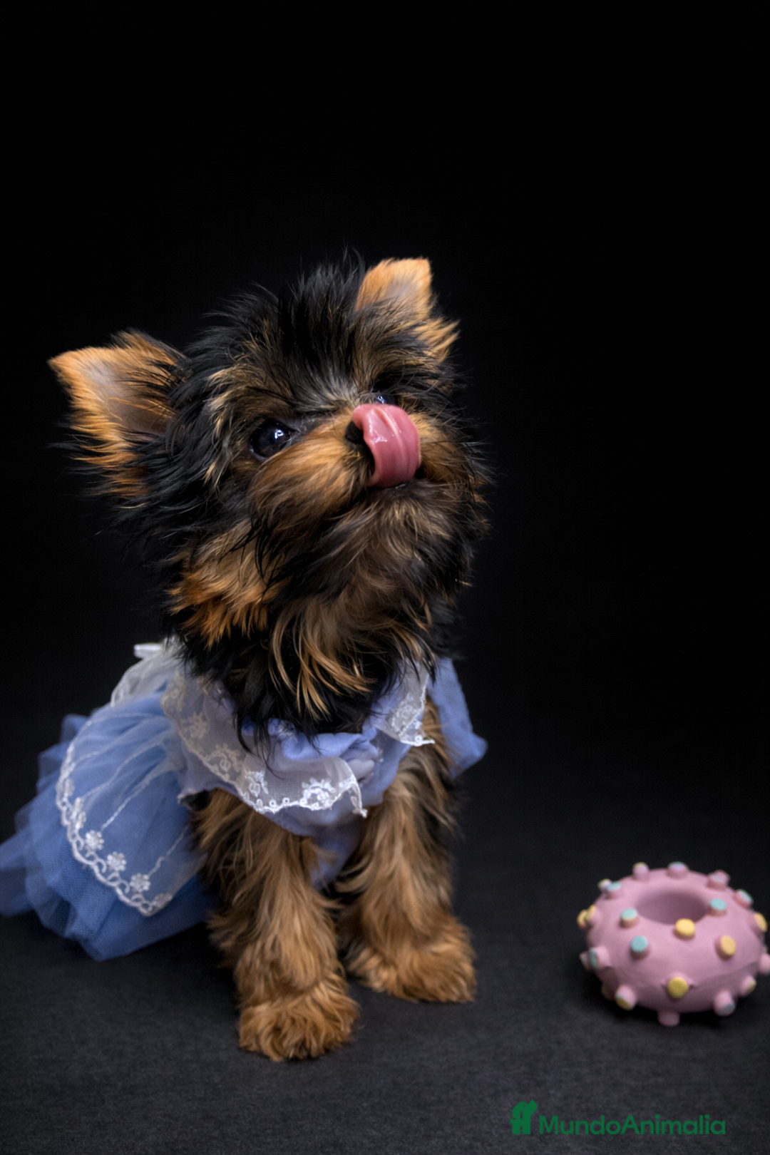 Yorkshire Terrier perros en venta: Niña de Yorkshire🐾 - Anuncio 1