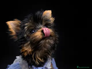 Yorkshire Terrier perros Niña de Yorkshire🐾 - Anuncio 24