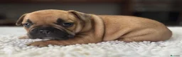 Bulldog Francés perros en venta: Cachorros de bulldog francés  - Anuncio 1