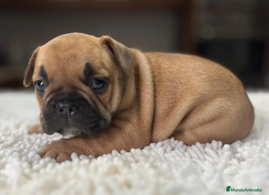 Bulldog Francés perros en venta: Cachorros de bulldog francés  - Anuncio 1
