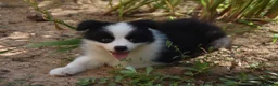 Border Collie perros en venta: Cachorros de Border Collie disponibles - Anuncio 10