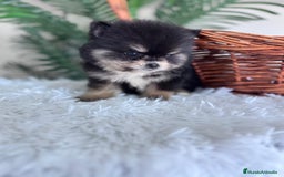 Pomerania perros en venta: POMERANIA HEMBRA - Imagen 11