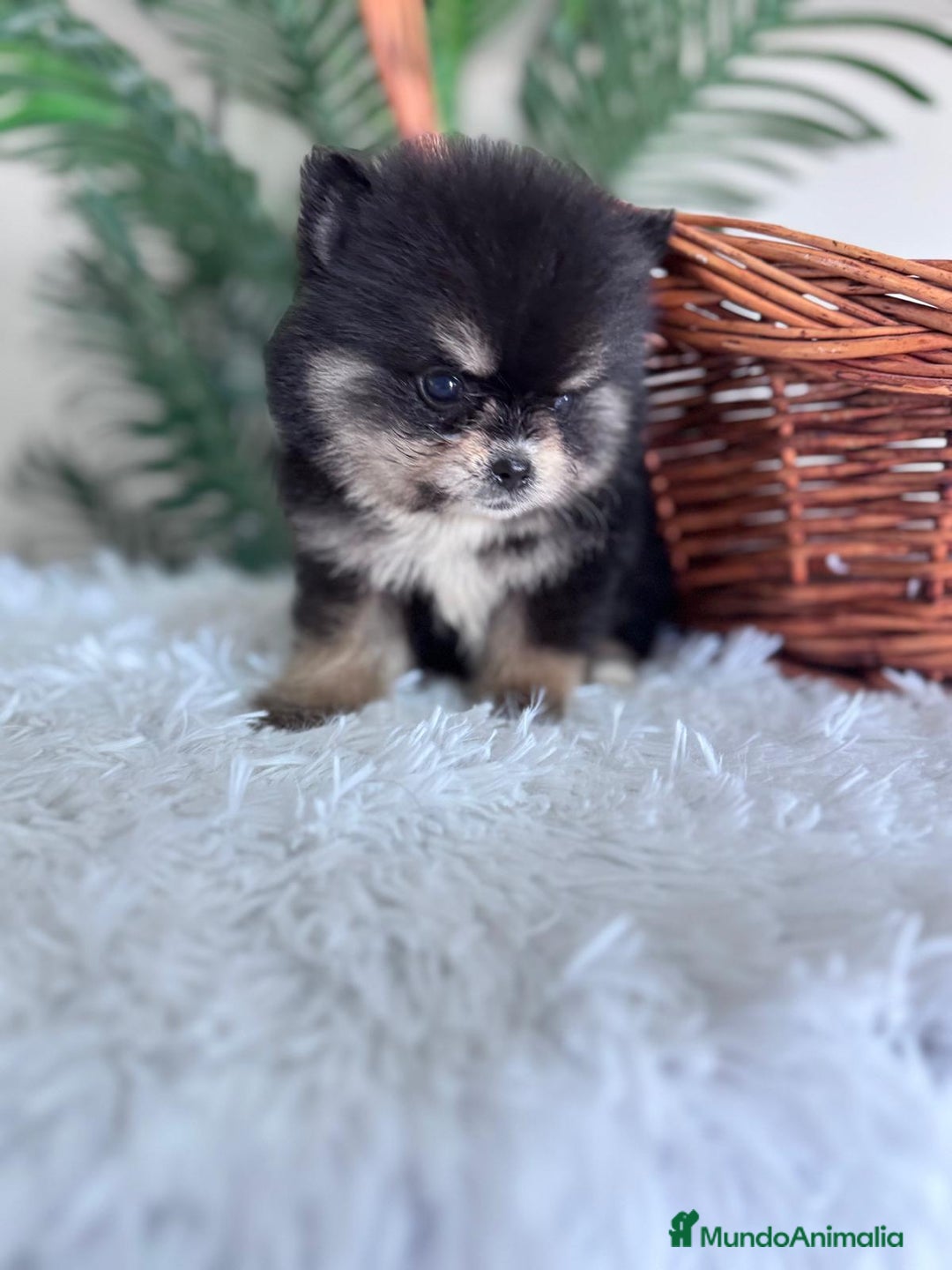 Pomerania perros en venta: POMERANIA HEMBRA - Imagen 11