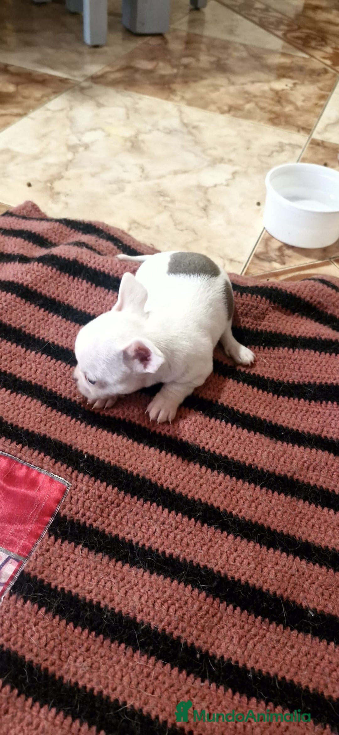 Chihuahua perros en venta: Chihuahua toy exóticos  - Anuncio 5