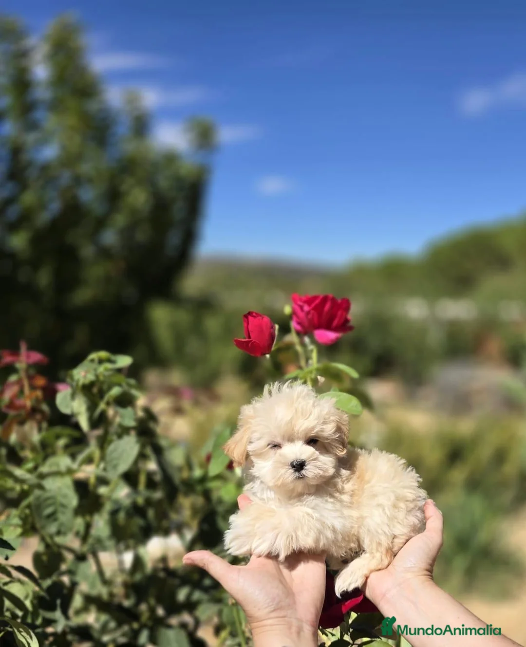 Maltipoo perros en venta: Maltipoo fotos actuales !!! - Anuncio 6