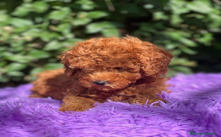 Caniche Toy perros - Anuncio 3