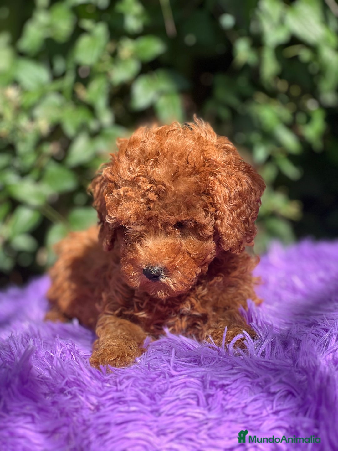 Caniche Toy perros en venta: Caniche toy roja  - Imagen 1