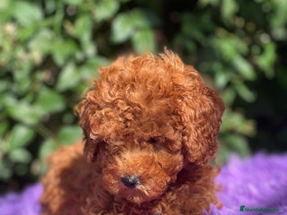 Caniche Toy perros - Anuncio 14