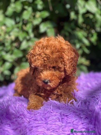 Caniche Toy perros - Anuncio 14