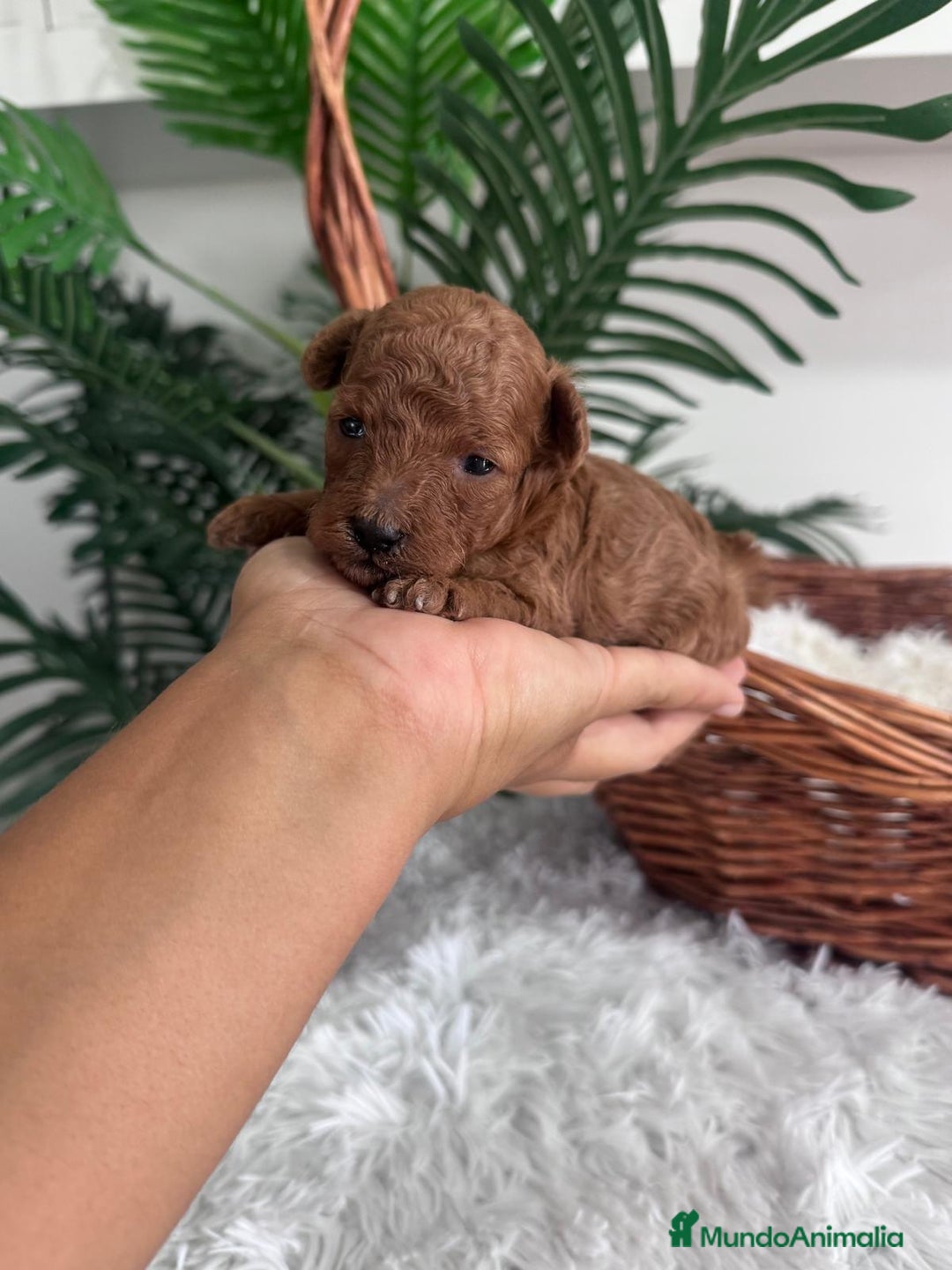Caniche Toy perros en venta: CANICHE MINI TOY MACHO - Imagen 7