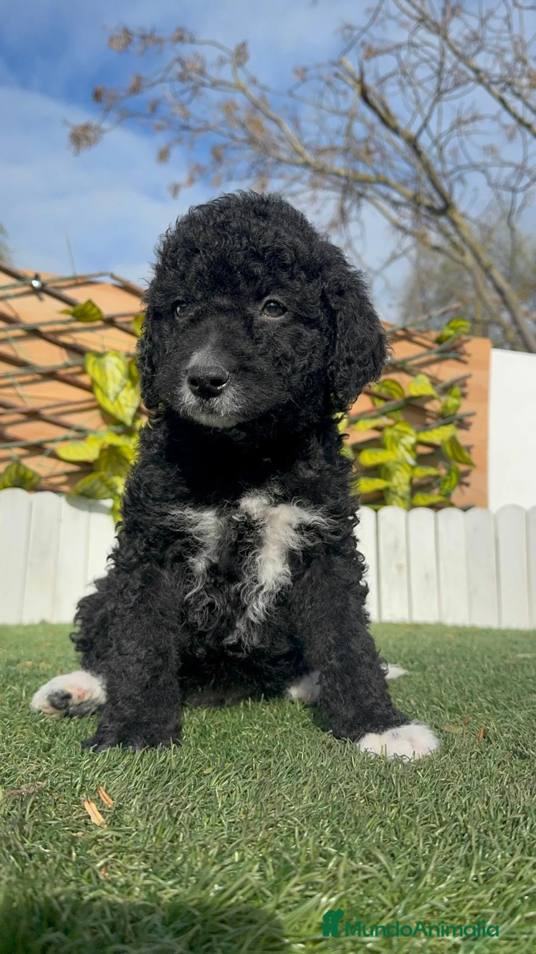 Perro de Agua Español perros en venta: PERRO DE AGUA  - Anuncio 10