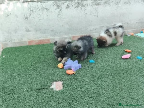 Pomerania perros Cachorros Pomeranian - Anuncio 1