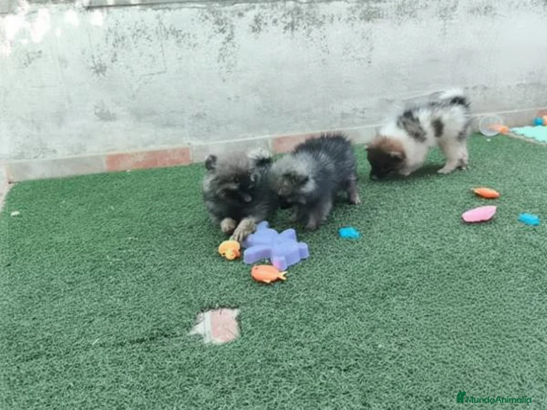 Pomerania perros en venta: Cachorros Pomeranian - Anuncio 1
