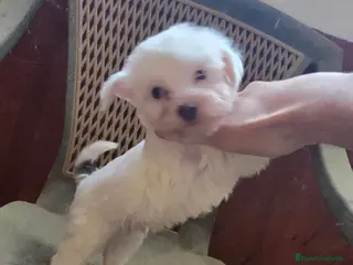 Otras razas perros Cachorritos Crestados Chinos. - Anuncio 2