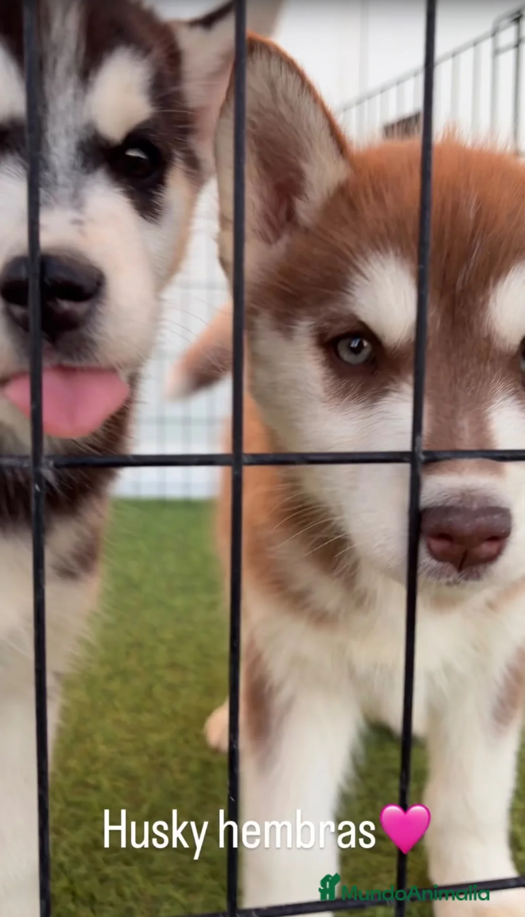Husky Siberiano perros en venta: PRECIOSA CAMADA DE HUSKY - Anuncio 2