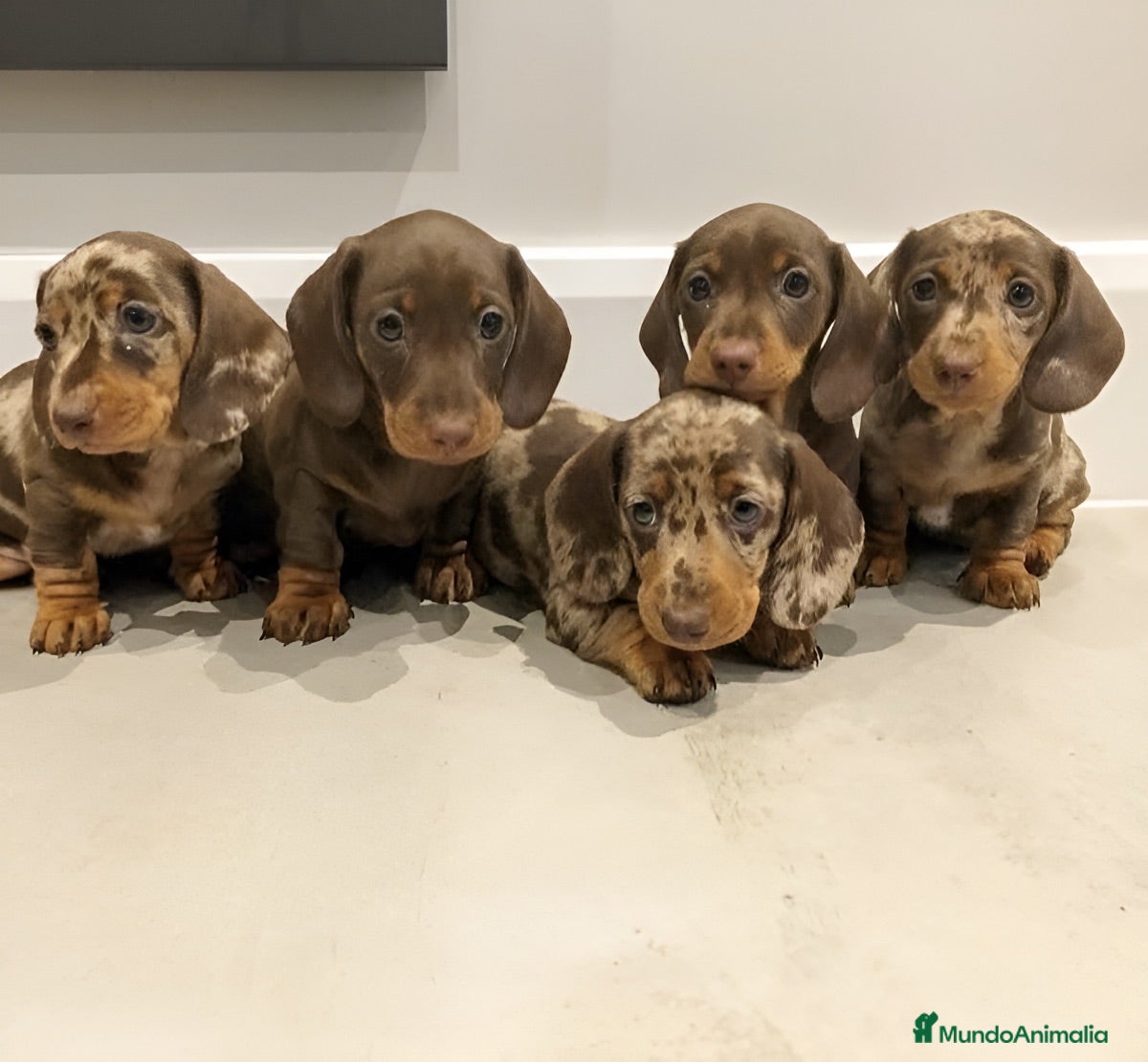 Teckel Miniatura perros teckel exoticos  - Anuncio 1