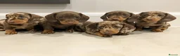 Teckel Miniatura perros en venta: teckel exoticos  - Anuncio 1