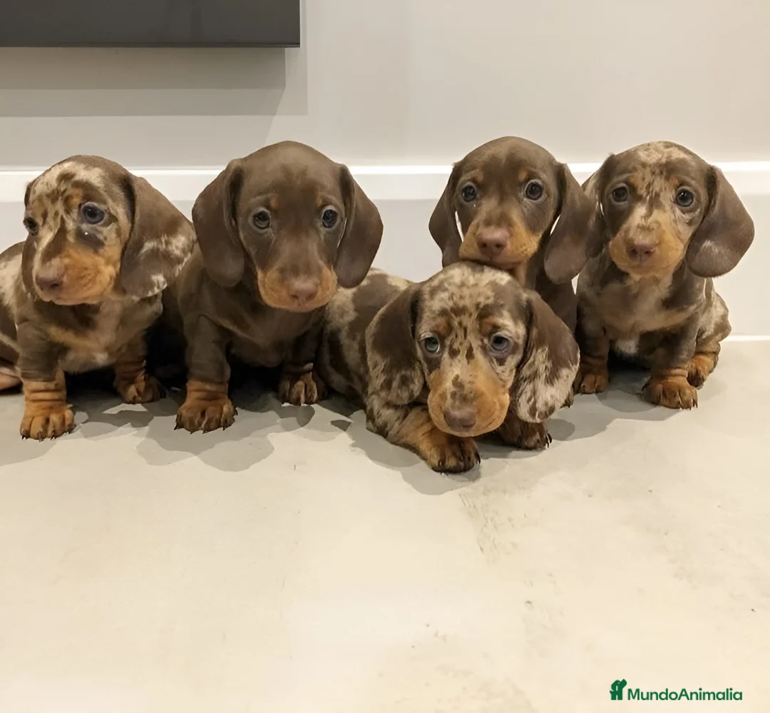 Teckel Miniatura perros en venta: teckel exoticos  - Anuncio 1
