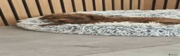 Caniche Toy perros en venta: Caniche  - Anuncio 4