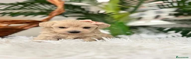 Maltipoo 2