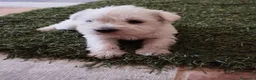 Schnauzer Miniatura perros en venta: Schnauzer mini blanco  - Anuncio 2