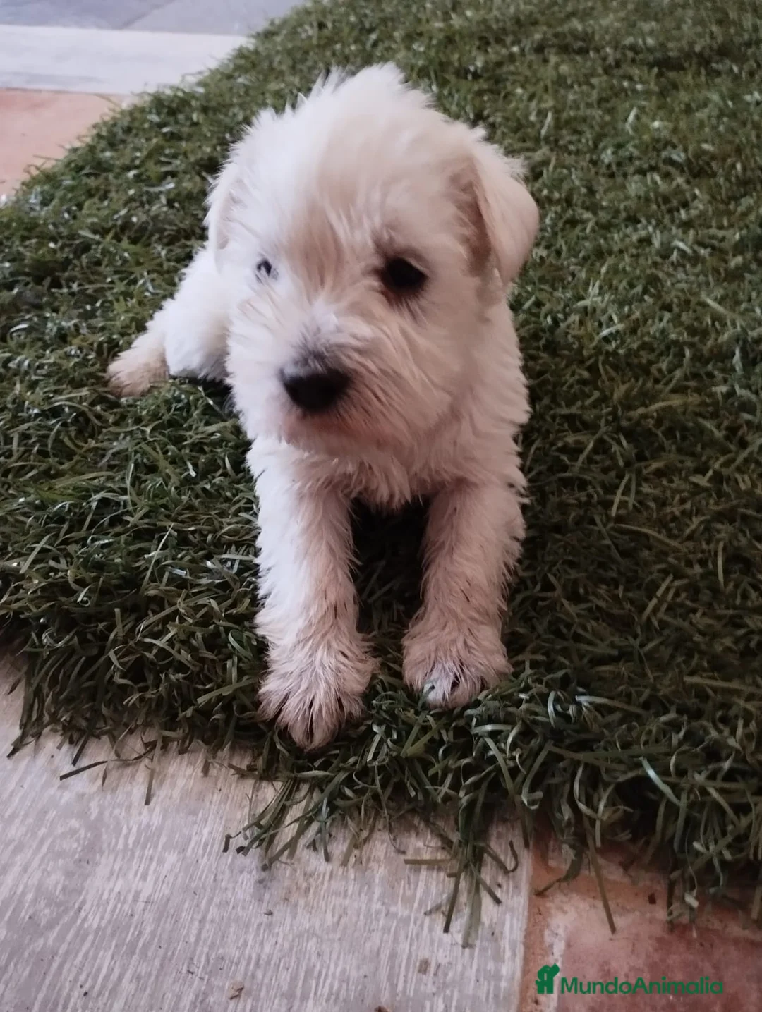Schnauzer Miniatura perros en venta: Schnauzer mini blanco  - Anuncio 2