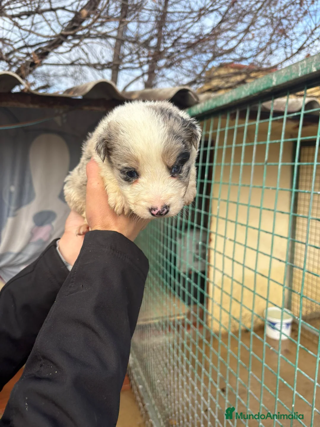 Border Collie perros en venta: Cachorro macho border collie merle  - Anuncio 6