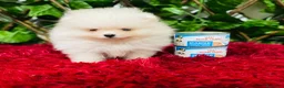 Pomerania perros en venta: POMERANIAS  - Anuncio 1