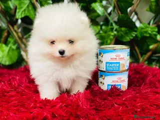 Pomerania perros POMERANIAS - Anuncio 1