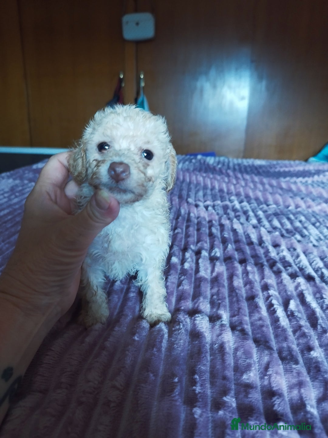 Caniche Toy perros en venta: CANICHE TOY HEMBRA OPORTUNIDAD  - Imagen 4