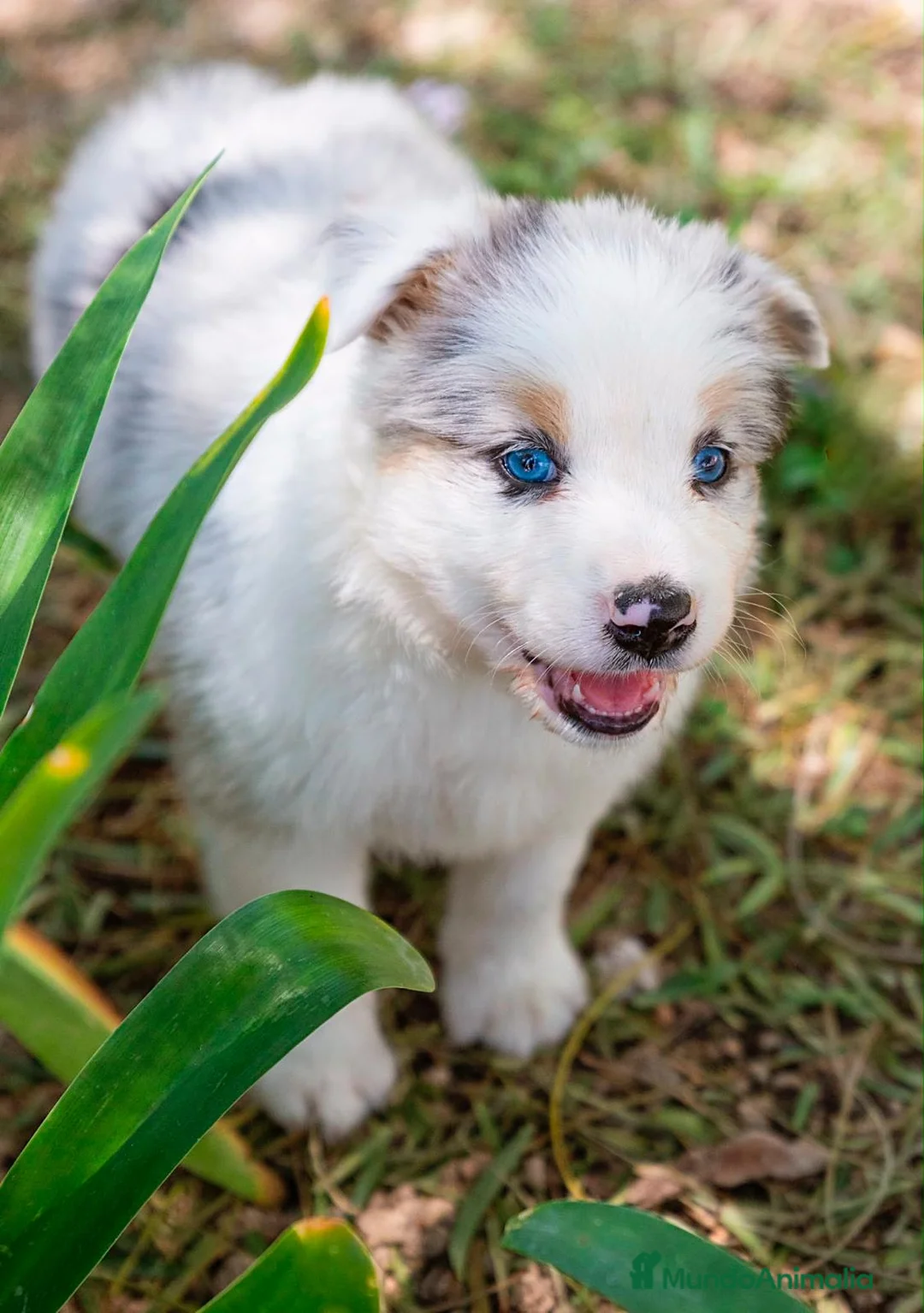 Pastor Australiano perros en venta: Cachorros e Pastor Australiano  - Anuncio 9